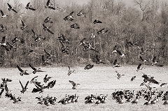 Geese in Flight Near Yellow Springs, PA  Dave Hickey